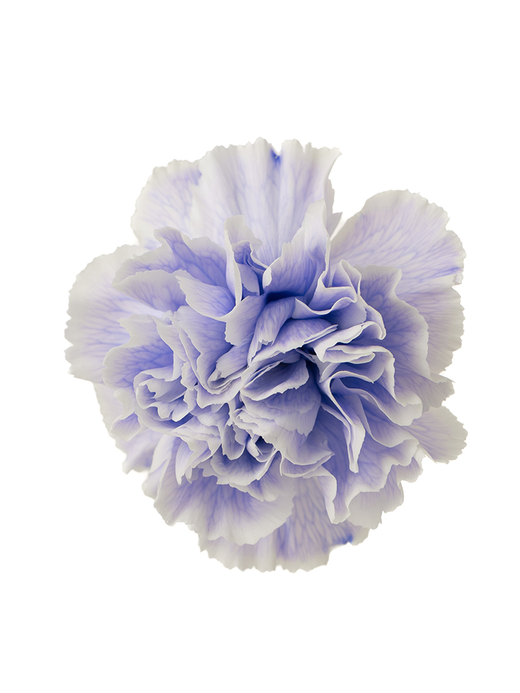 【入荷花材】カーネーション　ティントラベンダーの花アップ