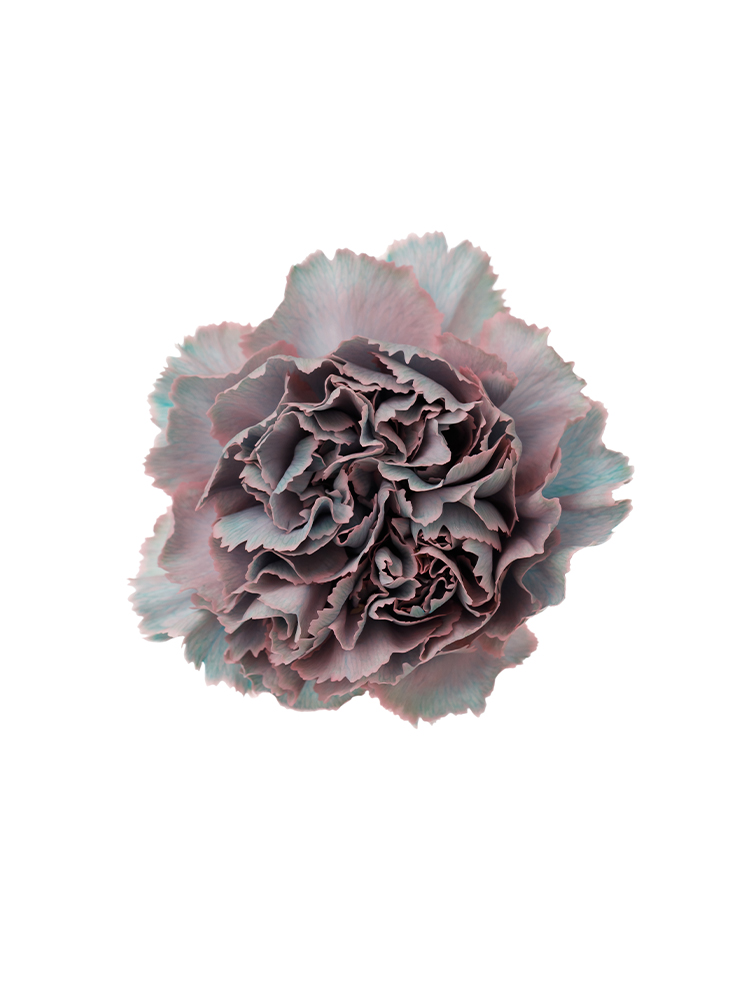 【生花】カーネーション ティントモモミントの花アップ