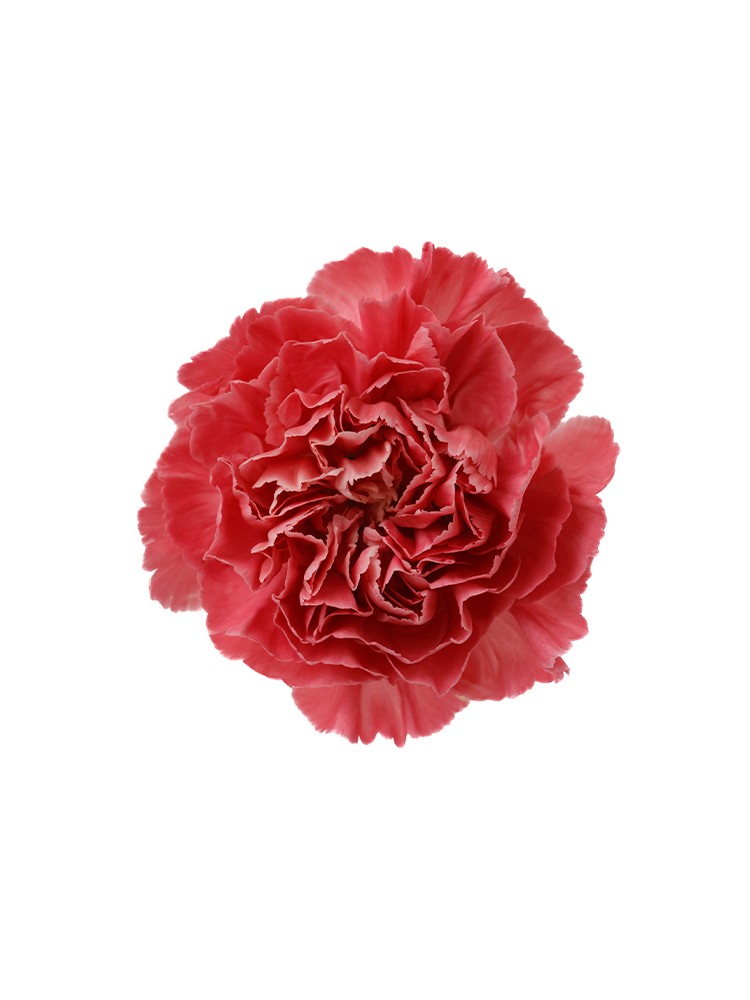 【生花】カーネーション トミーミナミの花アップ