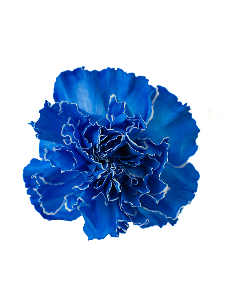 【入荷花材】カーネーション ティントロイヤルブルーの花アップ