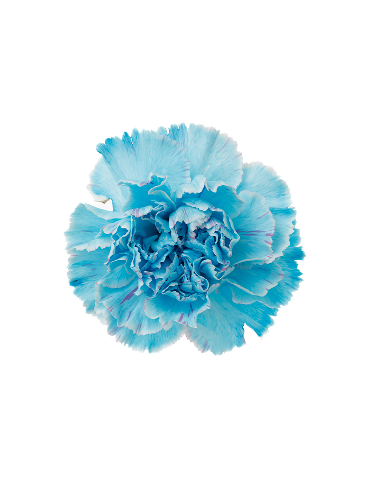 【生花】カーネーション ティントユカリブルーの花アップ