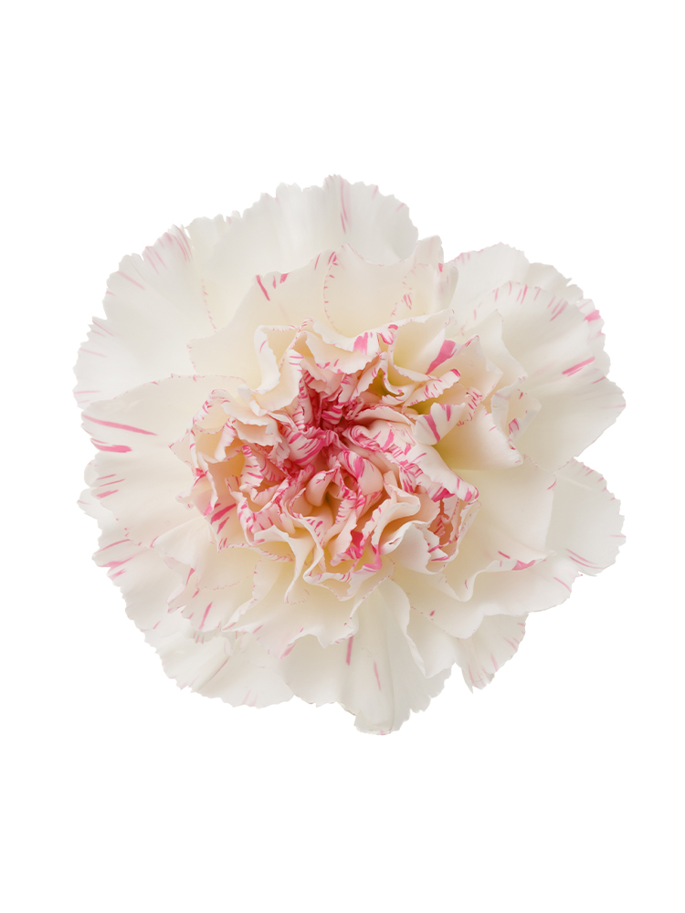 【生花】カーネーション ユカリチェリーの花アップ