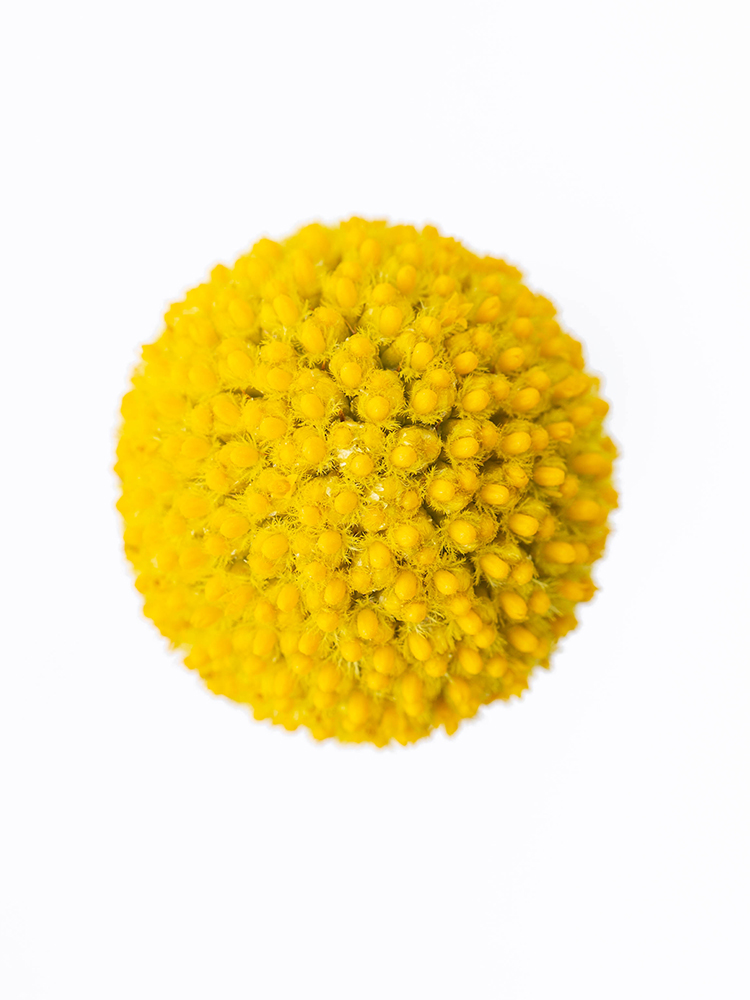 【入荷花材】クラスペディア　ゴールドスティックの花アップ