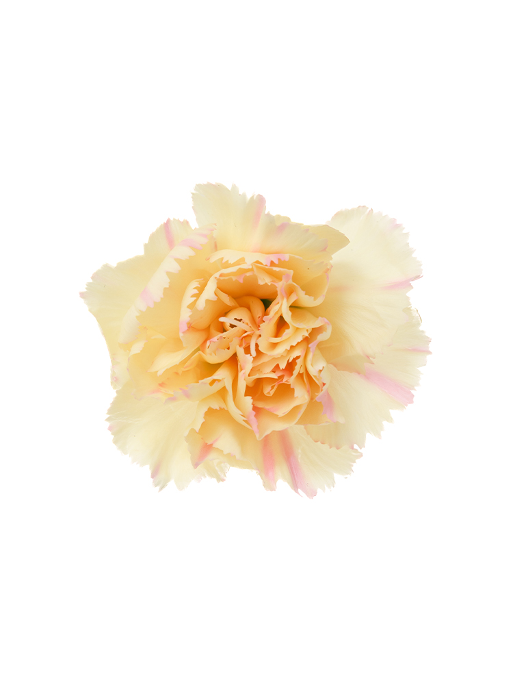 【生花】スプレーカーネーション あられの花アップ