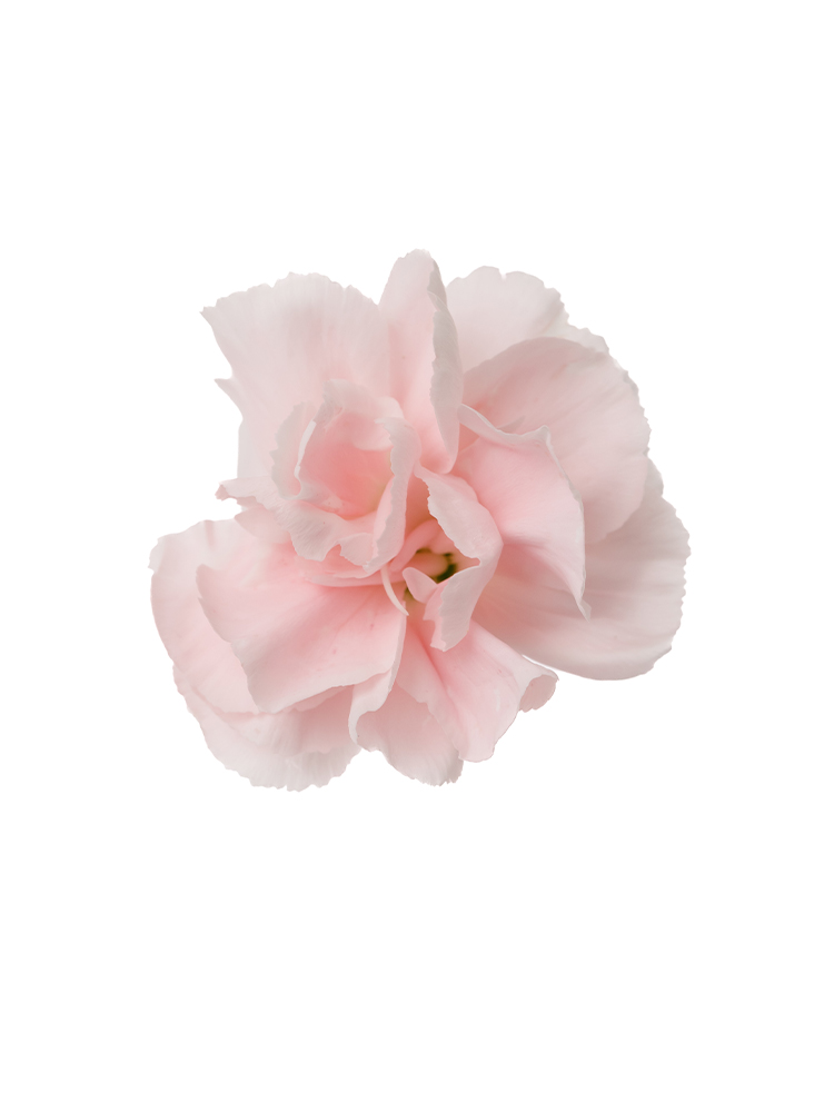 【生花】スプレーカーネーション 恋心の花アップ