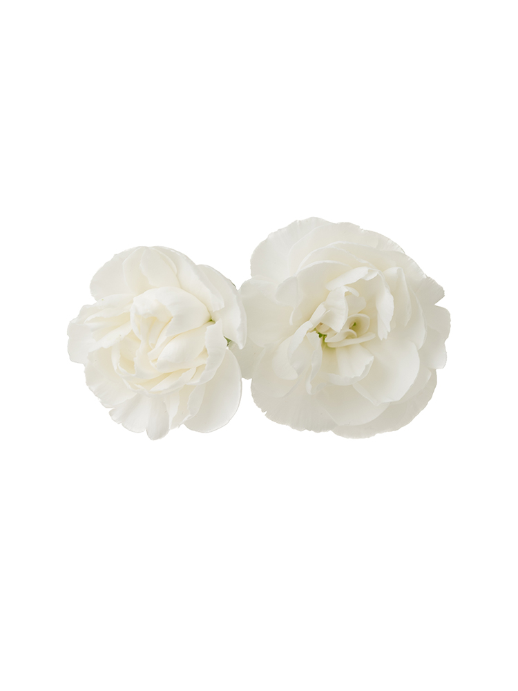 【生花】カーネーション(スプレー) マントバの花アップ