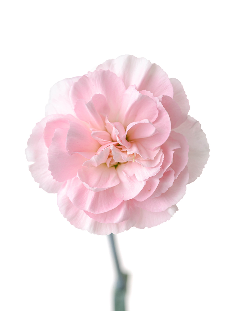 【生花】カーネーション(スプレー) 品種おまかせ(薄ピンク)の花アップ