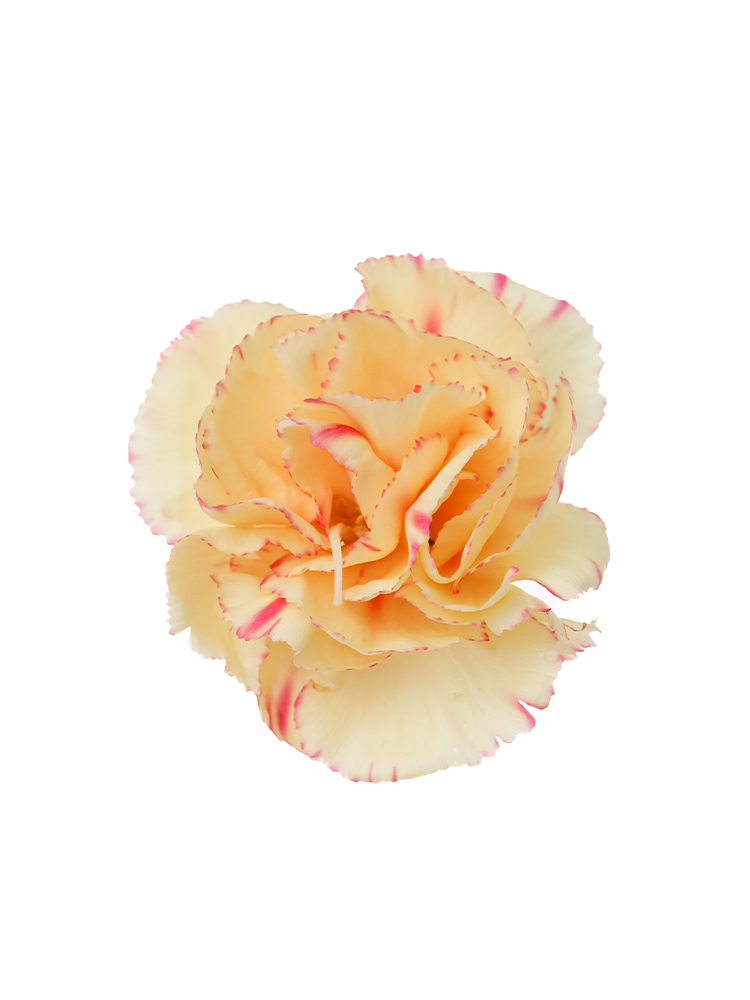 【生花】スプレーカーネーション オレンジレモンの花アップ