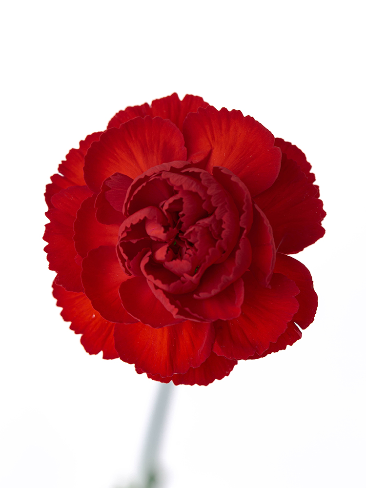 【生花】カーネーション(スプレー) ピアフの花アップ