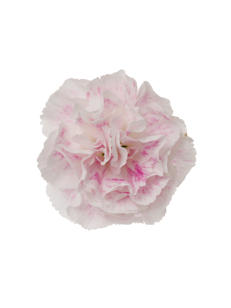 【生花】スプレーカーネーション しぼりの花アップ