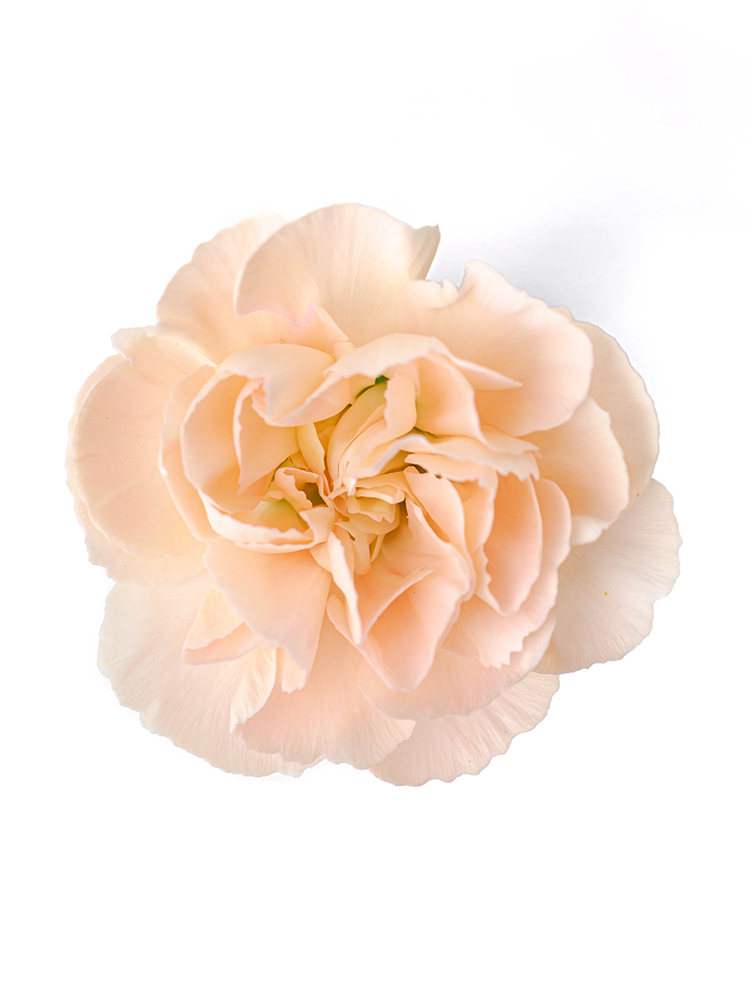 【生花】カーネーション(スプレー) セーラームーンオレンジの花アップ