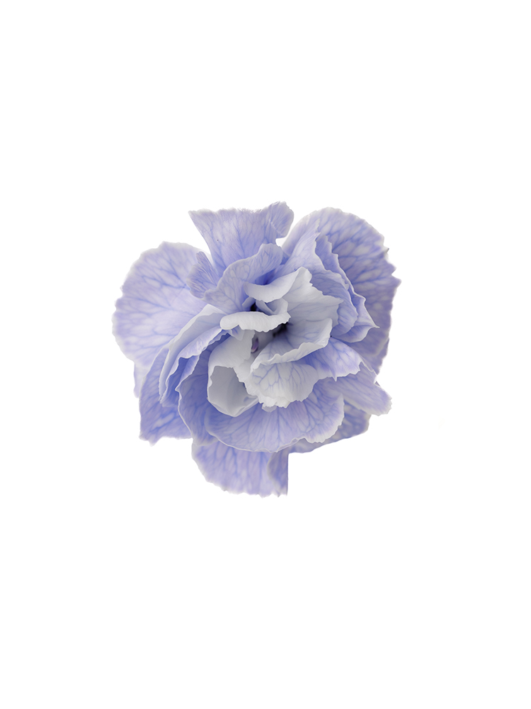 【入荷花材】スプレーカーネーション ティントラベンダーの花アップ