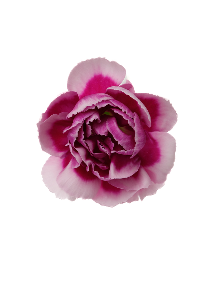 【入荷花材】スプレーカーネーション　トレンディテッシノの花アップ