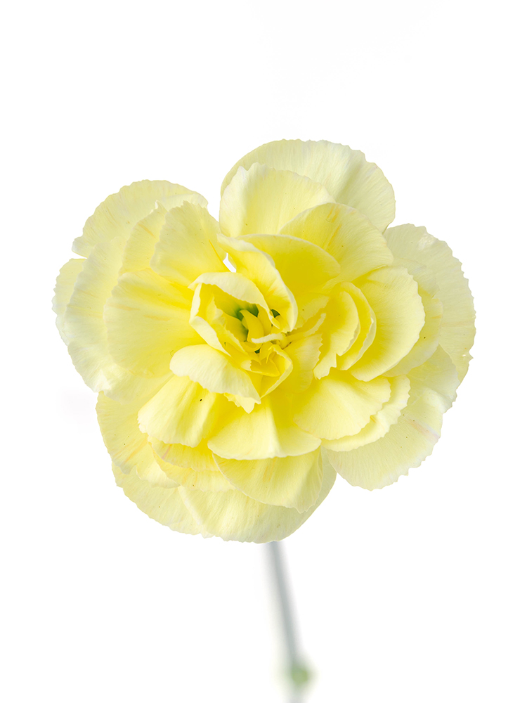 【生花】カーネーション(スプレー) イエローカスタードの花アップ