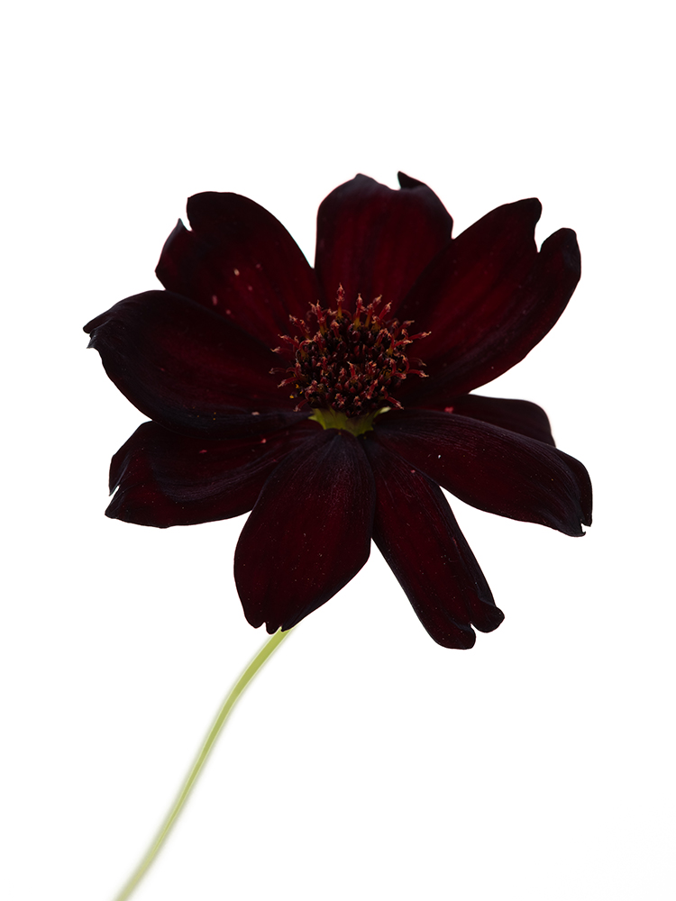 【入荷花材】コスモス　チョコレートコスモスの花アップ