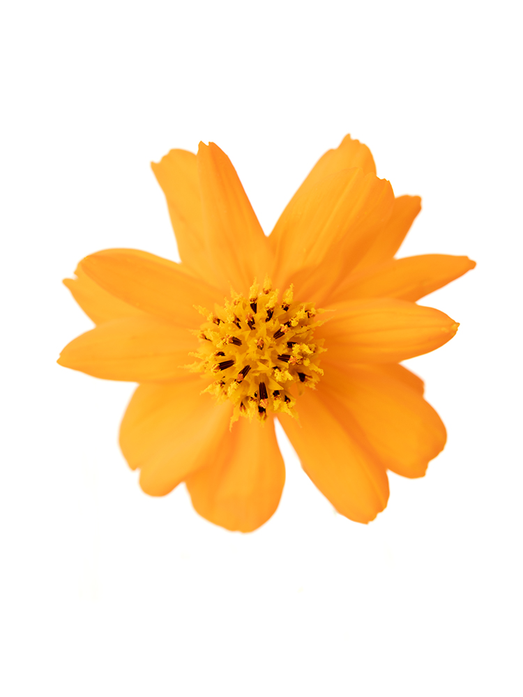 【生花】コスモス サンセットの花アップ