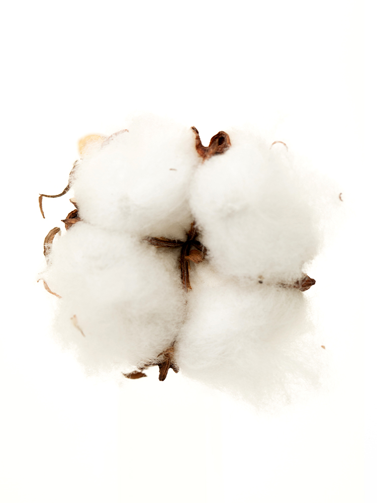 【翌日発送】コットンツリー　品種おまかせ(白)の花アップ