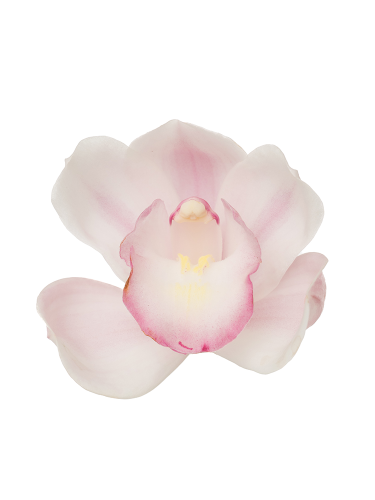 生花】シンビジウム 愛子さま【薄ピンク/60cm/徳島県】｜Flower