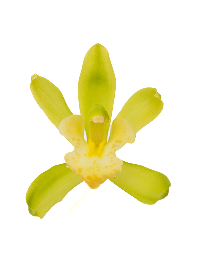 【生花】シンビジウム(緑)　品種おまかせの花アップ