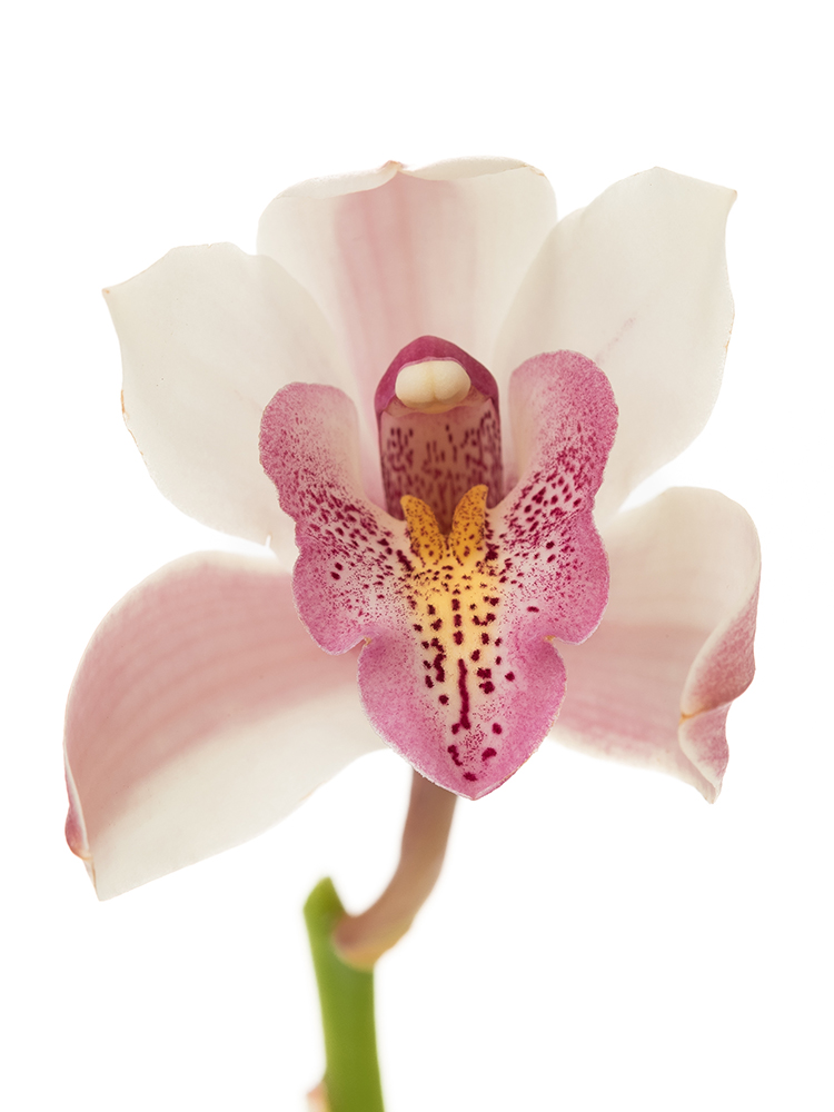 【生花】シンビジウム　クイーンの花アップ