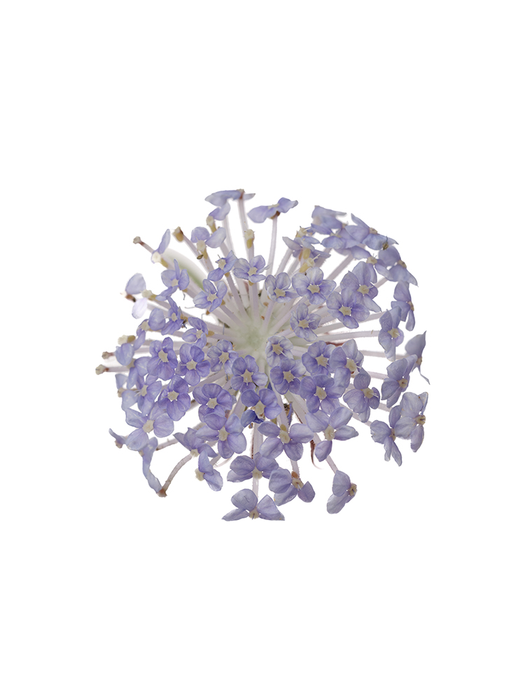 【生花】ディデスカス ブルーレースの花アップ