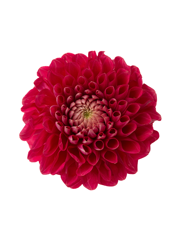 【生花】ダリア 朝日てまりの花アップ