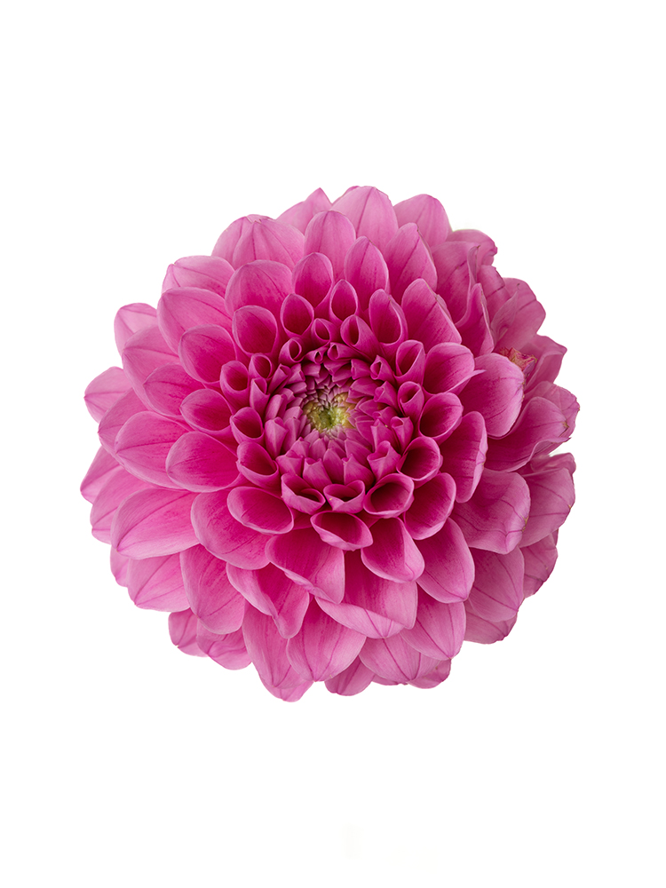 【生花】ダリア ミッチャンの花アップ