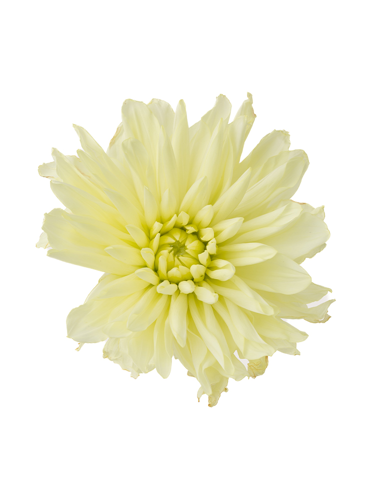 【生花】ダリア イエロークォーツの花アップ