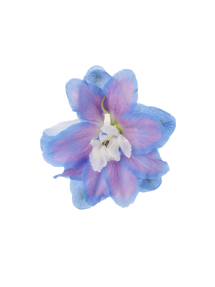 【生花】デルフィニウム(エラータム) オーロラブルーの花アップ