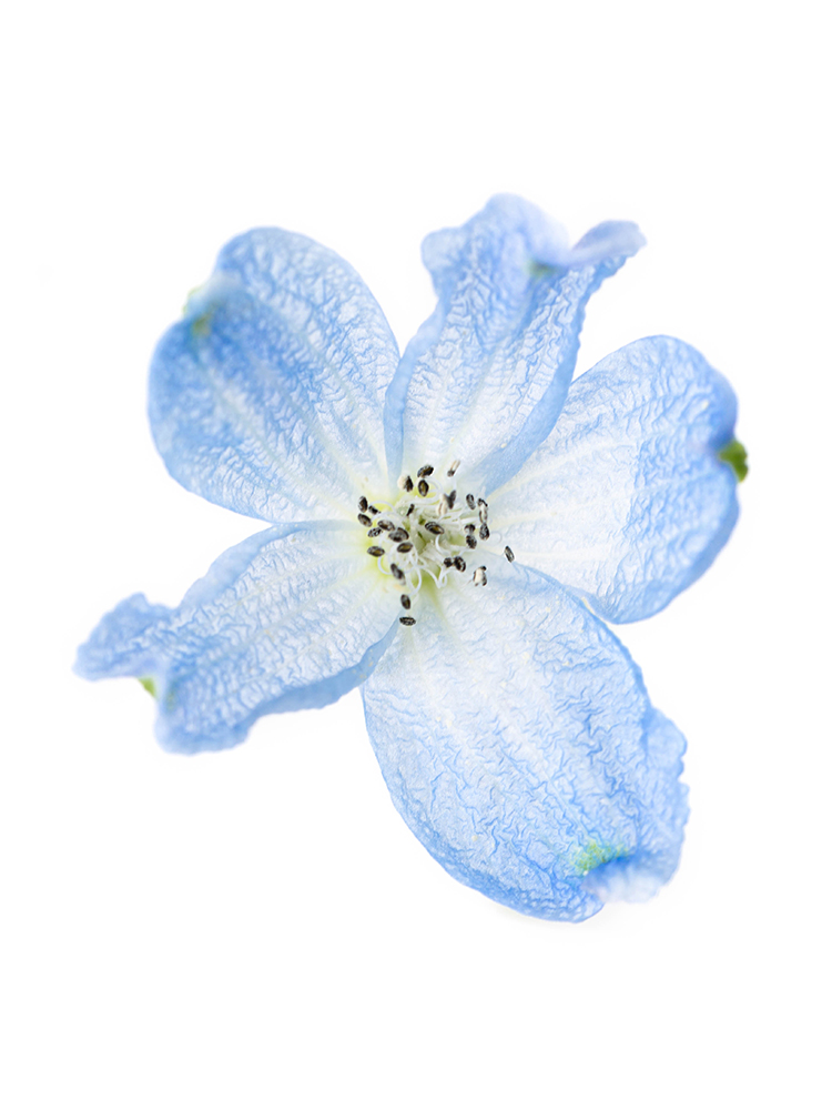 【入荷花材】デルフィニウム・スプレー(水色)　品種おまかせの花アップ