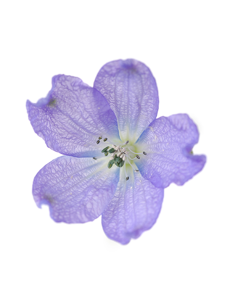 【生花】デルフィニウム・スプレー(紫) 品種おまかせの花アップ