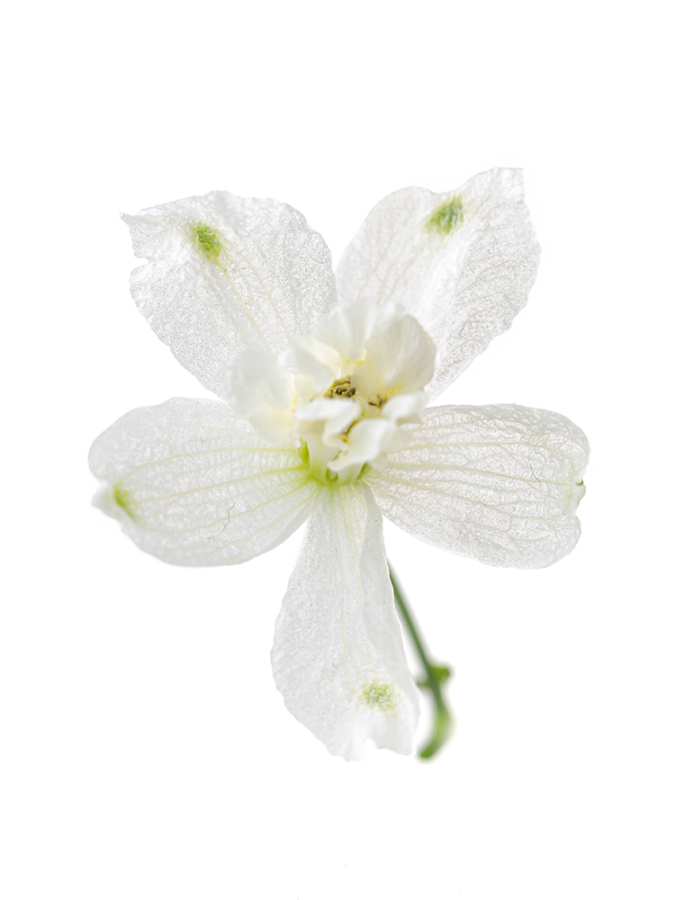 【生花】デルフィニウム・スプレー(白) 品種おまかせの花アップ