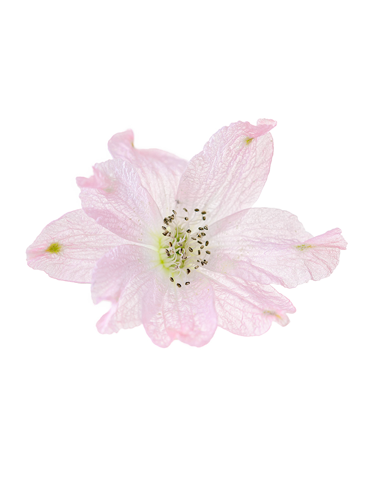 【生花】デルフィニウム(スプレー) スーパーハッピーの花アップ