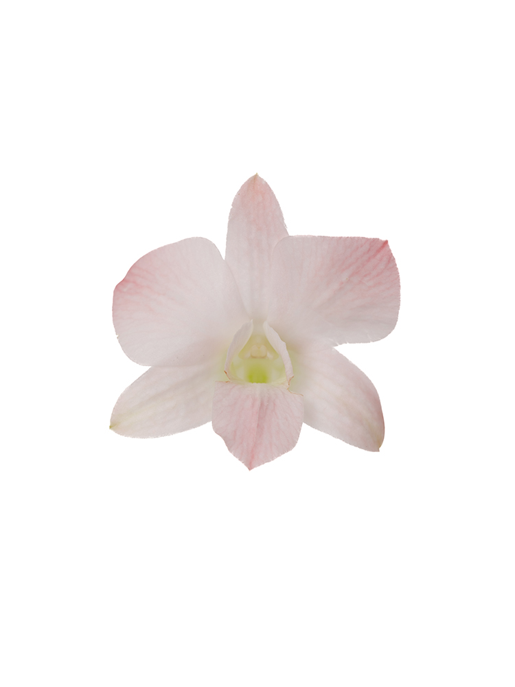 【生花】デンファレ アプリコットロマンスの花アップ