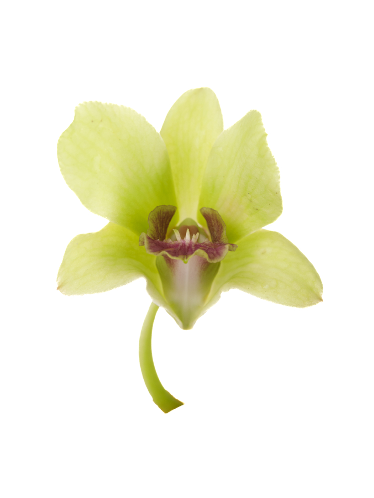 【生花】デンファレ ジェイドグリーンの花アップ