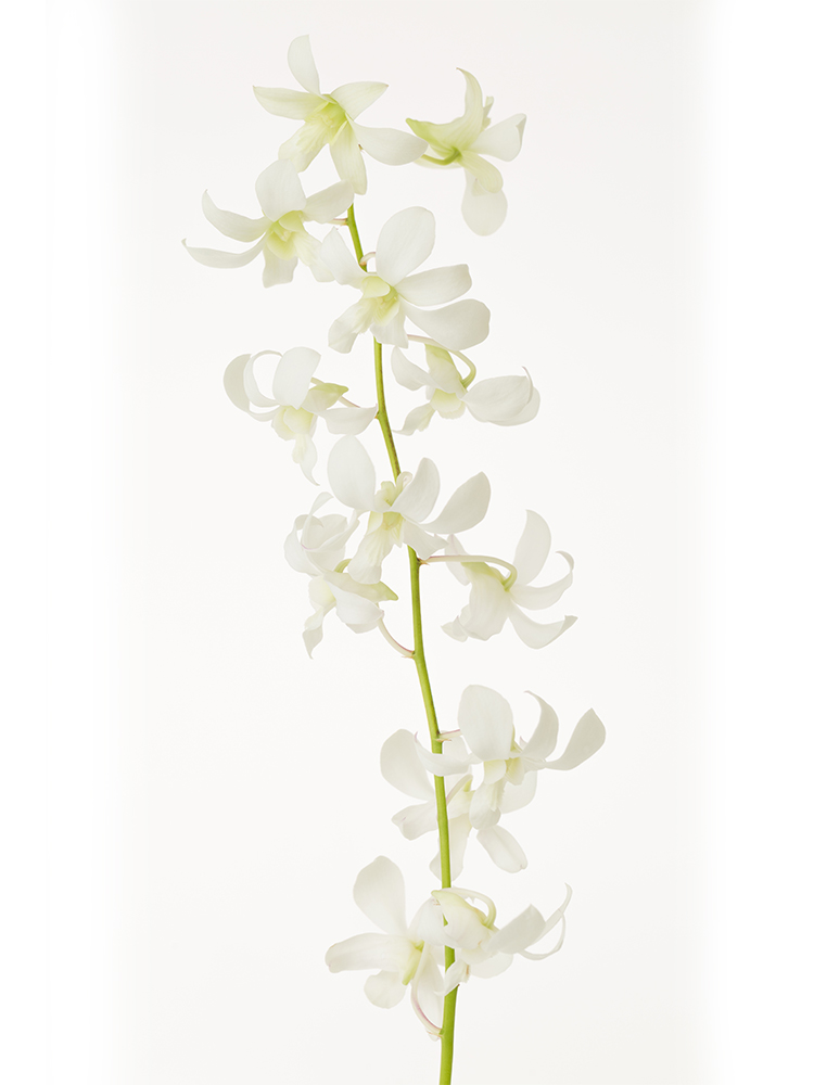 【生花】デンファレ ジャックハワイの花アップ