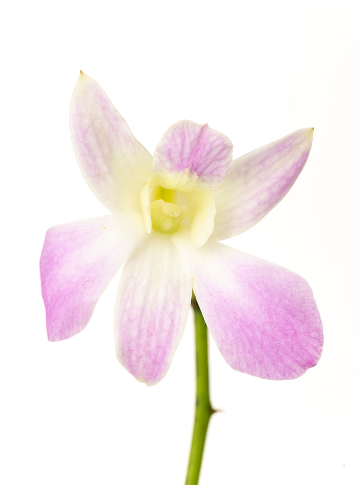 【入荷花材】デンファレ　ルーシーピンクの花アップ