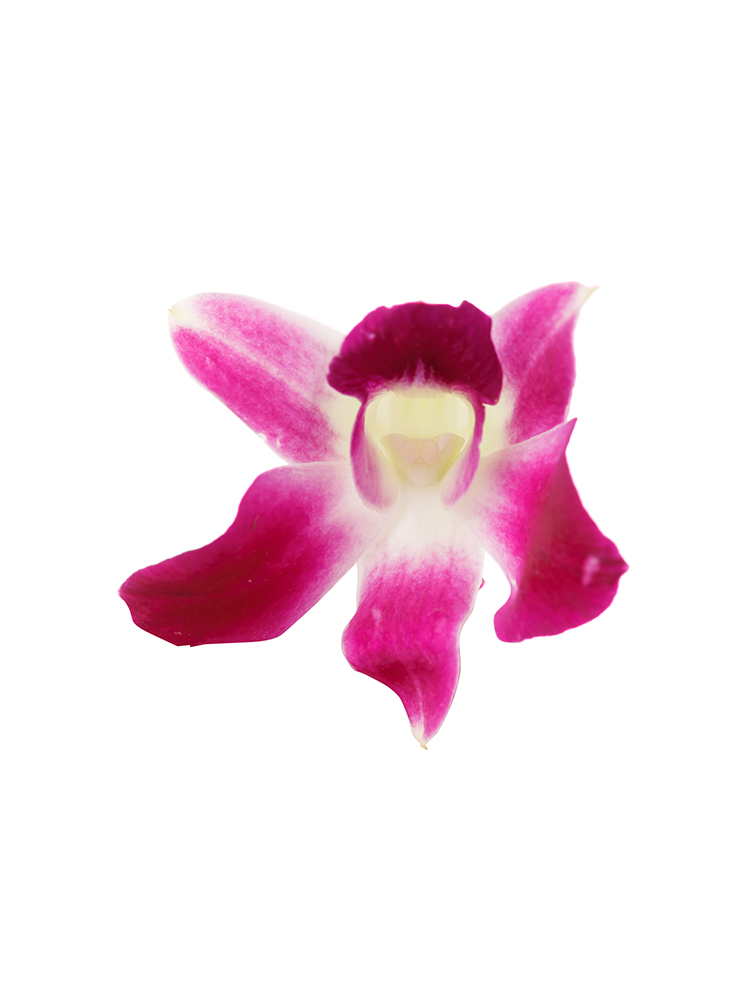 生花】デンファレ(紫) 品種おまかせ【50cm/タイ】｜Flower Smith