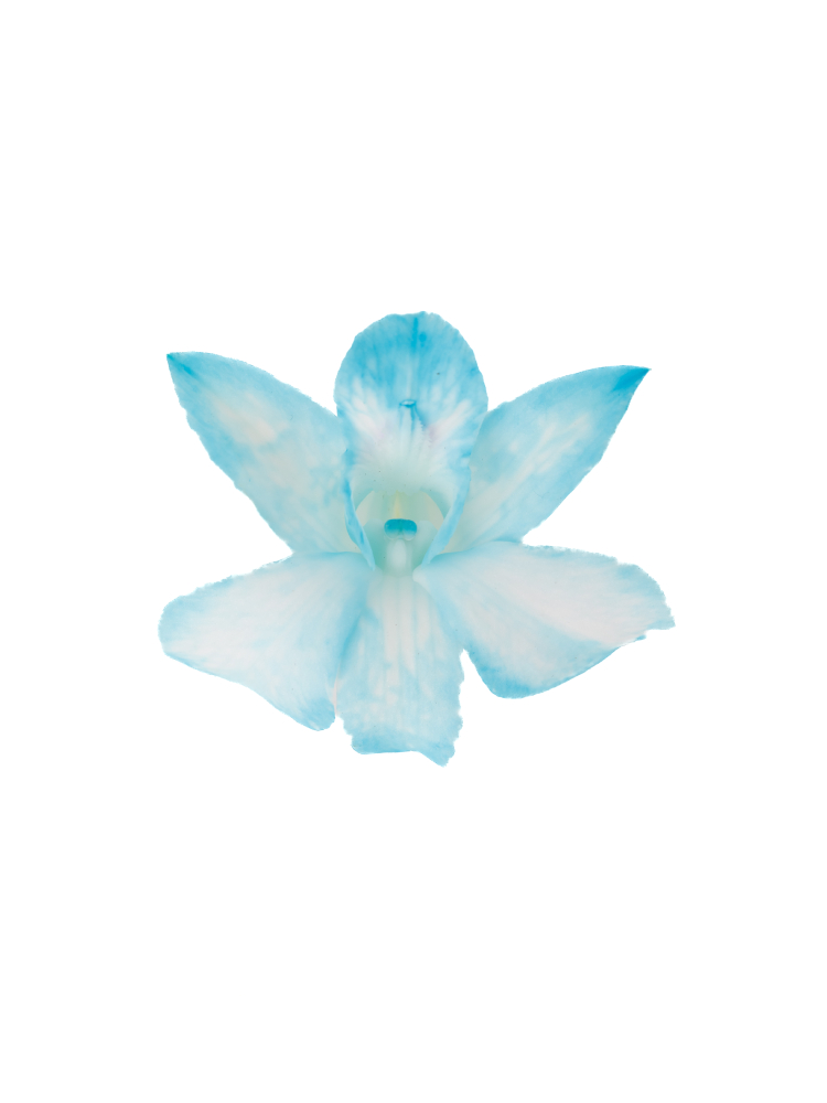 【生花】デンファレ(染め) ブルーの花アップ