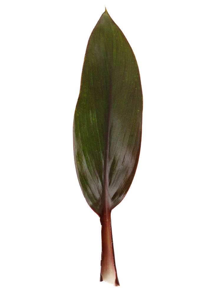 【入荷花材】ドラセナ コンパクターパープルの花アップ