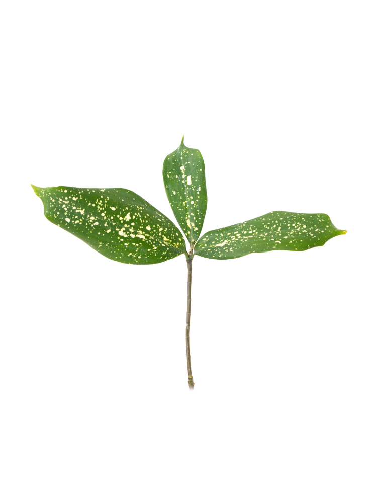 【生花】ドラセナ ゴッドセフィアナの花アップ