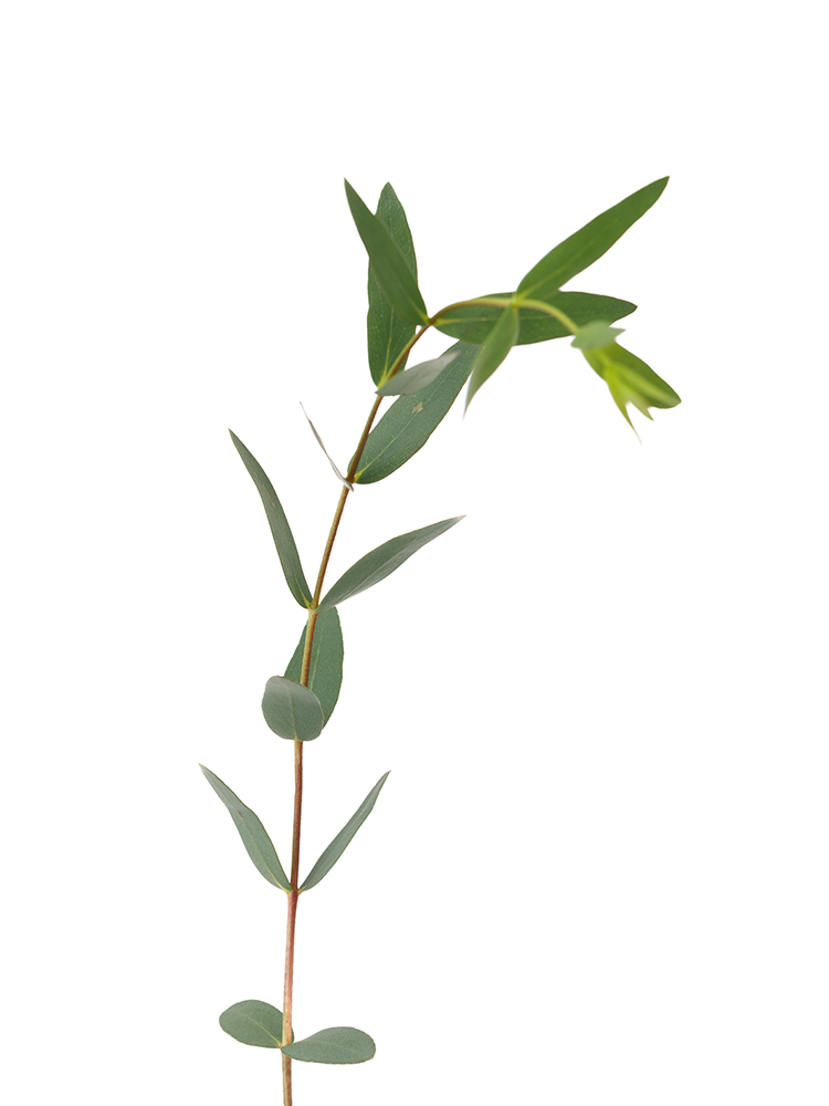 【生花】ユーカリ パルプラの花アップ