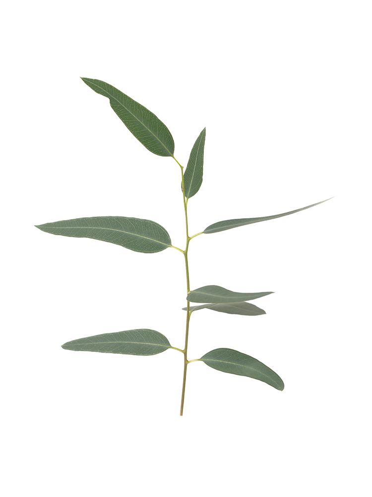 【入荷花材】ユーカリ ササバユーカリの花アップ