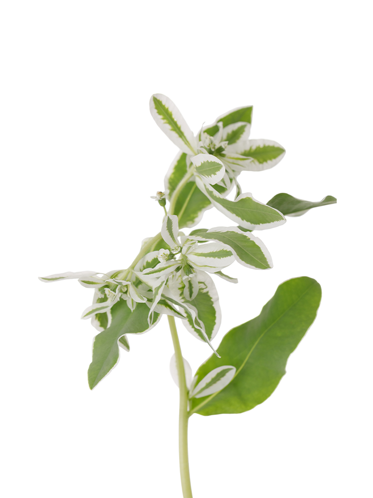 【生花】ユーフォルビア 氷河の花アップ