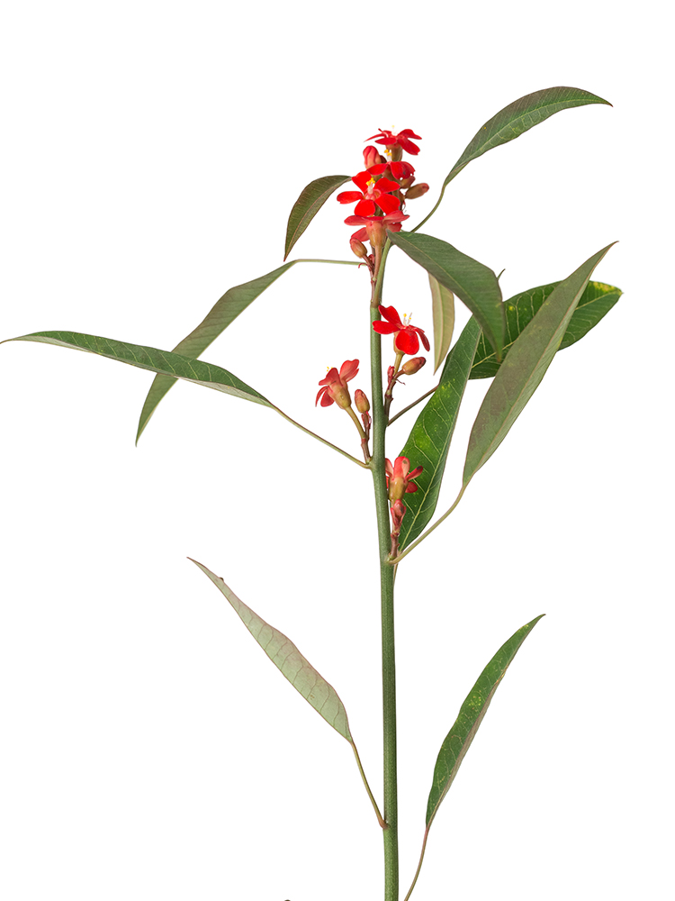 【生花】ユーフォルビア(フルゲンス)赤 品種おまかせの花アップ