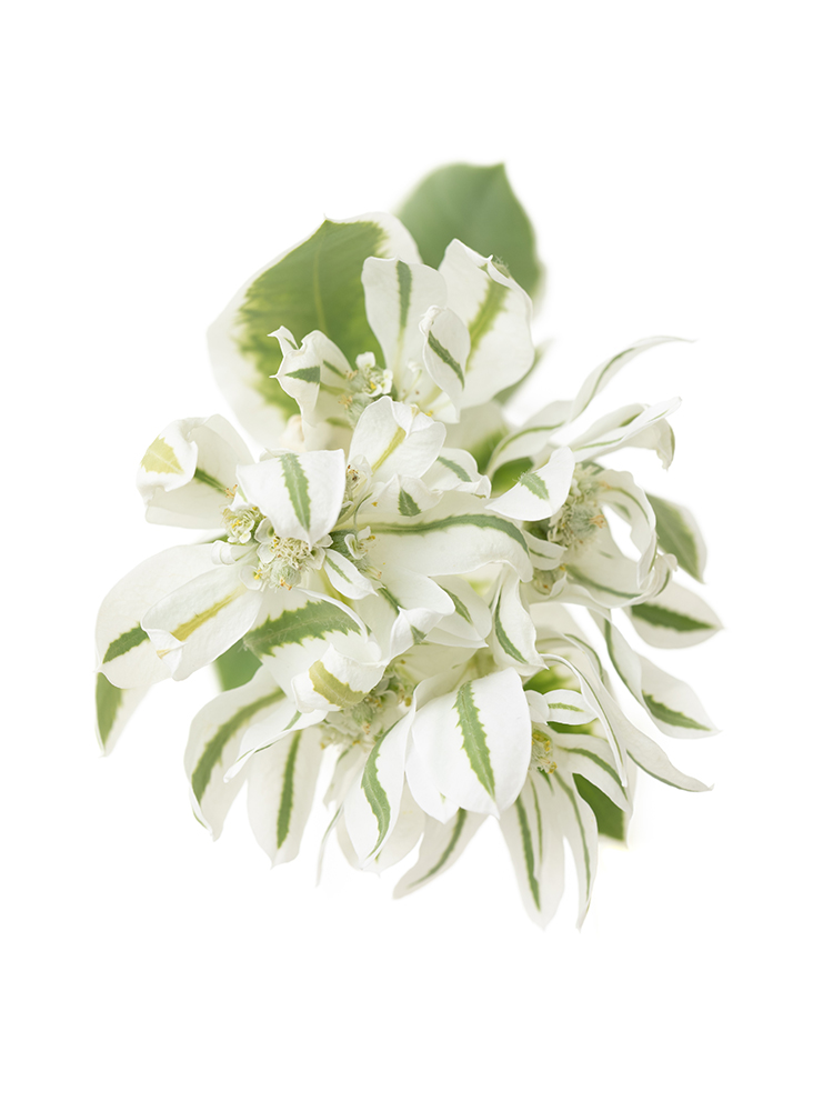【生花】ユーフォルビア 初雪草の花アップ