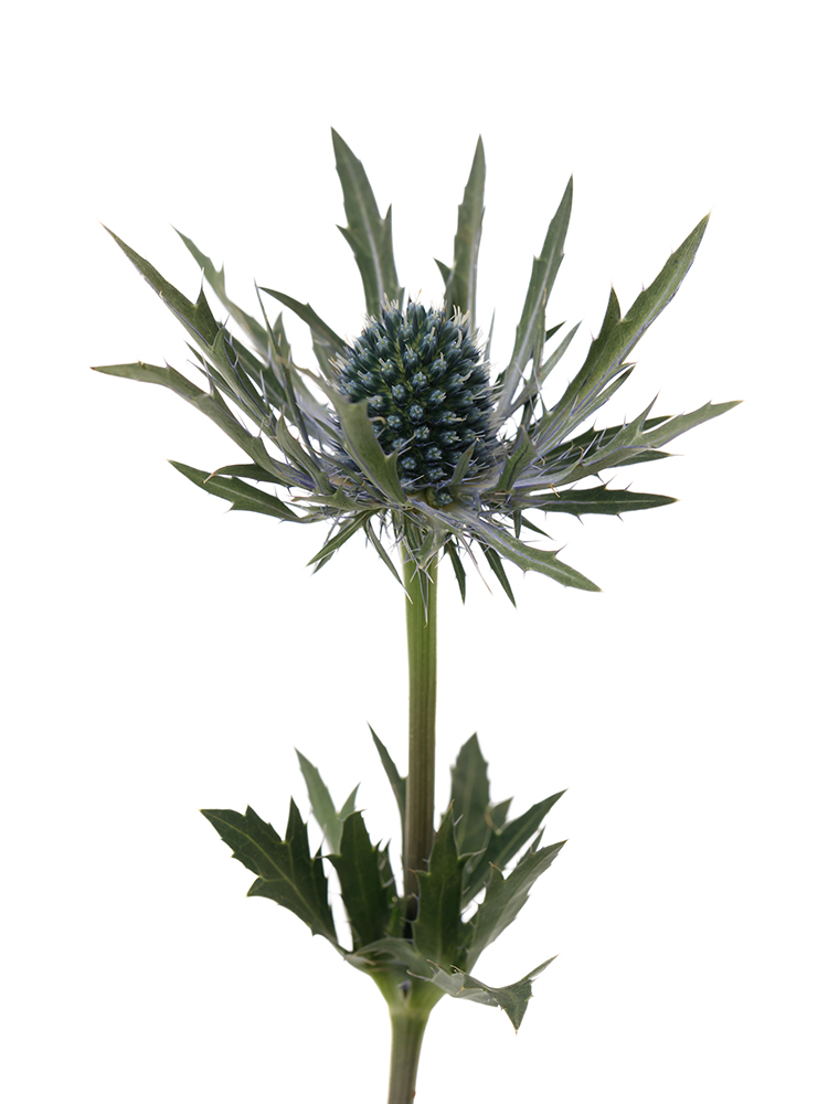 【生花】エリンジューム オリオンの花アップ