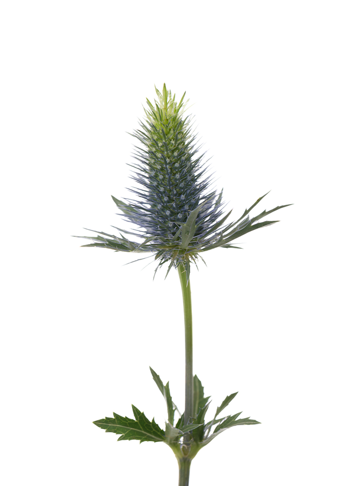 【入荷花材】エリンジューム　スーパーノバの花アップ