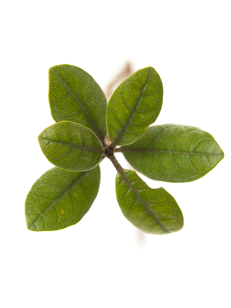 【生花】フェイジョア 品種おまかせ(緑)の花アップ