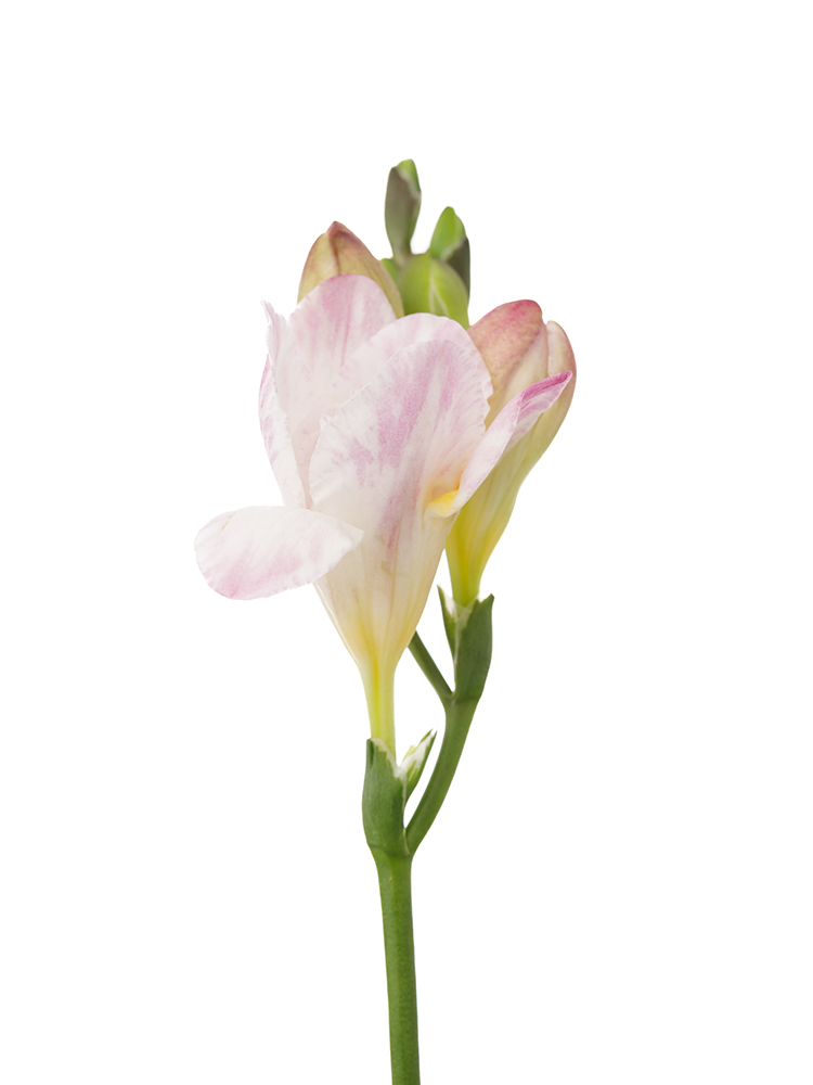 【生花】フリージア(八重咲き) ハネムーンの花アップ